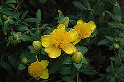 Sunburst St. John's Wort (Hypericum frondosum 'Sunburst') at Lurvey Garden Center