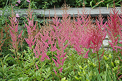 Visions in Pink Chinese Astilbe (Astilbe chinensis 'Visions in Pink') at Lurvey Garden Center