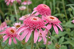 Cone-fections Pink Double Delight Coneflower (Echinacea purpurea 'Pink Double Delight') at Lurvey Garden Center
