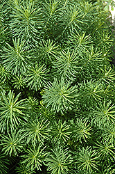 Cypress Spurge (Euphorbia cyparissias) at Lurvey Garden Center