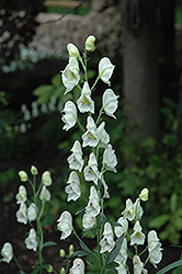 Common White Monkshood (Aconitum napellus 'Album') at Lurvey Garden Center