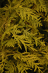 Vintage Gold Dwarf Moss Falsecypress (Chamaecyparis pisifera 'Vintage Gold') at Lurvey Garden Center
