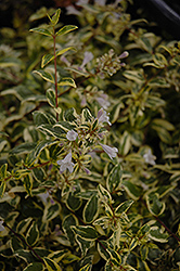 Twist of Lime Glossy Abelia (Abelia x grandiflora 'Hopley's') at Lurvey Garden Center