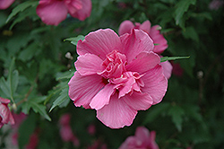 Lucy Rose Of Sharon (Hibiscus syriacus 'Lucy') at Lurvey Garden Center