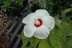 Disco Belle White Hibiscus (Hibiscus moscheutos 'Disco Belle White') at Lurvey Garden Center