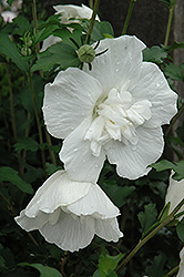 White Chiffon Rose of Sharon (Hibiscus syriacus 'Notwoodtwo') at Lurvey Garden Center