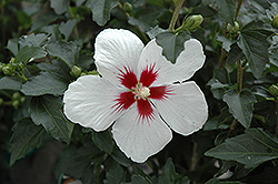 Lil' Kim Rose of Sharon (Hibiscus syriacus 'Antong Two') at Lurvey Garden Center