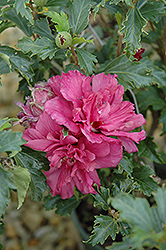 Collie Mullins Rose Of Sharon (Hibiscus syriacus 'Collie Mullins') at Lurvey Garden Center