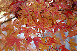 Butterfly Variegated Japanese Maple (Acer palmatum 'Butterfly') at Lurvey Garden Center