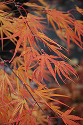 Scolopendrifolium Japanese Maple (Acer palmatum 'Scolopendrifolium') at Lurvey Garden Center