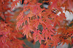 Lions Head Japanese Maple (Acer palmatum 'Shishigashira') at Lurvey Garden Center