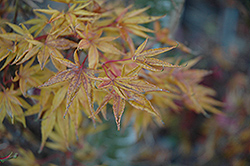 Okushimo Japanese Maple (Acer palmatum 'Okushimo') at Lurvey Garden Center