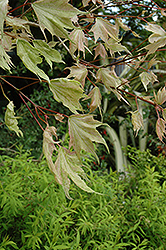 Usugumo Japanese Maple (Acer mono 'Usugumo') at Lurvey Garden Center