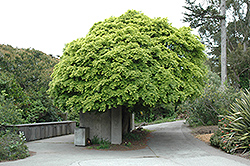 Momiji Japanese Maple (Acer palmatum 'Momiji') at Lurvey Garden Center