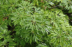 Green Cascade Maple (Acer japonicum 'Green Cascade') at Lurvey Garden Center