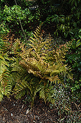 Autumn Fern (Dryopteris erythrosora) at Lurvey Garden Center