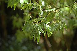 Sessilifolium Japanese Maple (Acer palmatum 'Sessilifolium') at Lurvey Garden Center