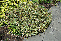 Silver Anniversary Glossy Abelia (Abelia x grandiflora 'Panache') at Lurvey Garden Center