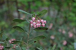 Pygmy Bearberry (Arctostaphylos uva-ursi 'Mendocinoensis') at Lurvey Garden Center