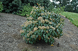Linden Viburnum (Viburnum dilatatum) at Lurvey Garden Center