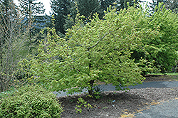 Monroe Vine Maple (Acer circinatum 'Monroe') at Lurvey Garden Center