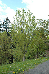 Snakebark Maple (Acer tegmentosum) at Lurvey Garden Center