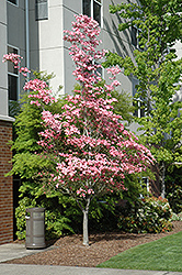 Cherokee Brave Flowering Dogwood (Cornus florida 'Cherokee Brave') at Lurvey Garden Center