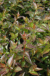 Edward Goucher Abelia (Abelia x grandiflora 'Edward Goucher') at Lurvey Garden Center