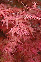 Suminagashi Japanese Maple (Acer palmatum 'Suminagashi') at Lurvey Garden Center