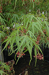 Ao Shime No Uchi Japanese Maple (Acer palmatum 'Ao Shime No Uchi') at Lurvey Garden Center