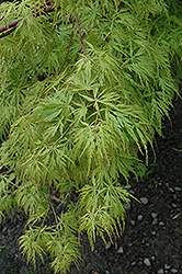 Seiryu Japanese Maple (Acer palmatum 'Seiryu') at Lurvey Garden Center