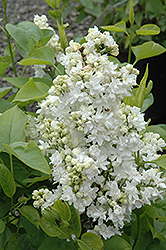 Mme. Lemoine Lilac (Syringa vulgaris 'Mme. Lemoine') at Lurvey Garden Center