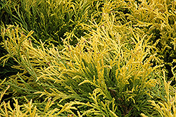 Golden Mop Falsecypress (Chamaecyparis pisifera 'Golden Mop') at Lurvey Garden Center