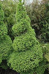 Dwarf Alberta Spruce (Picea glauca 'Conica (spiral)') at Lurvey Garden Center
