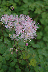 Meadow Rue (Thalictrum aquilegiifolium) at Lurvey Garden Center