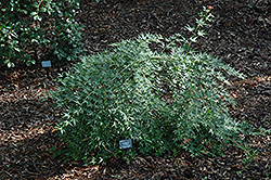 Jiro Shidare Japanese Maple (Acer palmatum 'Jiro Shidare') at Lurvey Garden Center