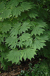 Attaryi Fullmoon Maple (Acer japonicum 'Attaryi') at Lurvey Garden Center