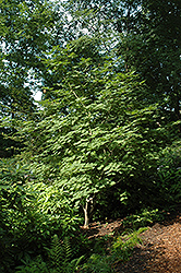 Attaryi Fullmoon Maple (Acer japonicum 'Attaryi') at Lurvey Garden Center