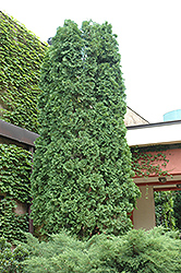 Pyramidal Arborvitae (Thuja occidentalis 'Pyramidalis') at Lurvey Garden Center