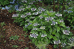 Twist-n-Shout Hydrangea (Hydrangea macrophylla 'PIIHM-I') at Lurvey Garden Center