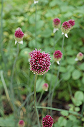 Drumstick Allium (Allium sphaerocephalon) at Lurvey Garden Center
