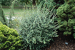 Cretan Maple (Acer sempervirens) at Lurvey Garden Center