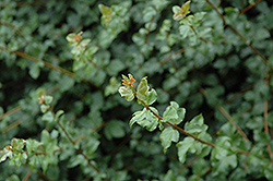 Cretan Maple (Acer sempervirens) at Lurvey Garden Center