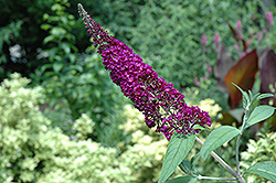 Potter's Purple Butterfly Bush (Buddleia davidii 'Potter's Purple') at Lurvey Garden Center