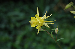 Yellow Star Columbine (Aquilegia chrysantha 'Yellow Star') at Lurvey Garden Center