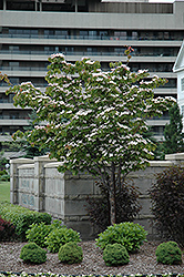 Flowering Dogwood (Cornus florida) at Lurvey Garden Center