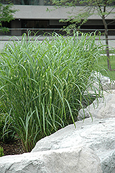 Zebra Grass (Miscanthus sinensis 'Zebrinus') at Lurvey Garden Center