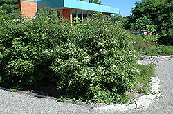 Gray Dogwood (Cornus racemosa) at Lurvey Garden Center
