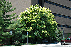 Golden Chinese Maple (Acer cappadocicum 'Aureum') at Lurvey Garden Center