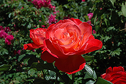 Touch of Class Rose (Rosa 'Touch of Class') at Lurvey Garden Center